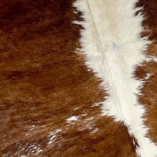 Closeup of this Large, Brown and White, Speckled, Brazilian Cowhide, showing brown, with a few white speckles, down both sides of the back, and white and off-white down the spine (BRSP2063)