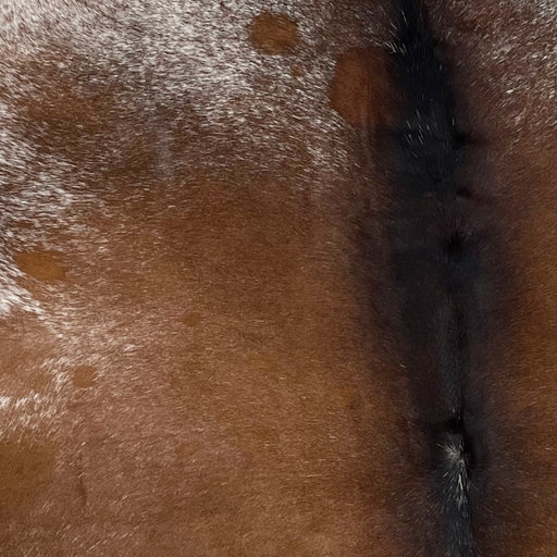 Closeup of this Large, Brown and White, Speckled, Brazilian Cowhide, showing mostly solid brown in the middle, with a few white speckles, and white with brown speckles on the shoulder, and blackish brown down the spine (BRSP2079)