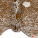 Closeup of this Brown and White, Speckled, Brazilian Cowhide, showing one brand mark along the lower edge, on the right side (BRSP2146)