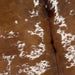Closeup of this Brown and White, Speckled, Brazilian Cowhide, showing brown with white spots that have brown speckles (BRSP2156)