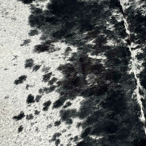 Closeup of this Speckled, Brazilian Cowhide, showing white with black speckles and spots, and mostly black, with fine, white speckles, down the middle of the back (BRSP2229)