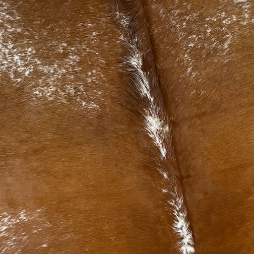 Closeup of this Speckled, Brazilian Cowhide, showing mostly solid brown in the middle, with white speckles down the spine and on the shoulder (BRSP2246)