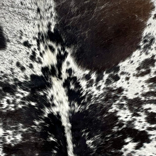 Closeup of this Speckled, Brazilian Cowhide, showing white with black speckles and spots, and a large dark brown spot on the shoulder, on the right side (BRSP2261)