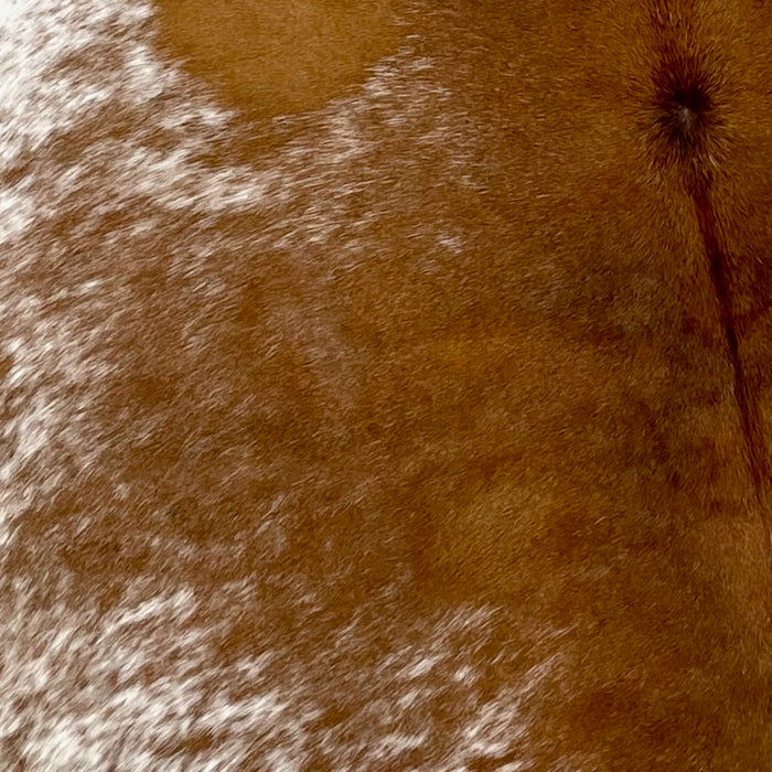 Closeup of this Speckled, Brazilian Cowhide, showing mostly solid brown down the middle, with a few fine, white speckles, and white, with brown speckles and spots on the belly (BRSP2273)