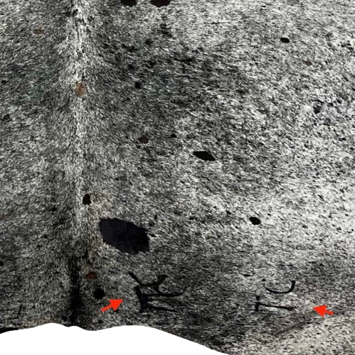 Closeup of this XL, Black and White, Speckled, Brazilian Cowhide, showing two brand marks on the right side of the butt (BRSP2280)
