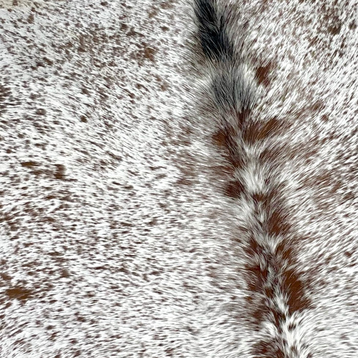 Closeup of this Speckled, Brazilian Cowhide, showing white with brown speckles and spots, and some black spots down the spine in the middle of the shoulder (BRSP2301)