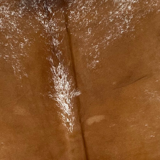 Closeup of this XXL, Speckled, Brazilian Cowhide, showing reddish brown down the back, white, with reddish brown speckles down part of the spine, and white with reddish brown speckles on the shoulder  (BRSP2320)