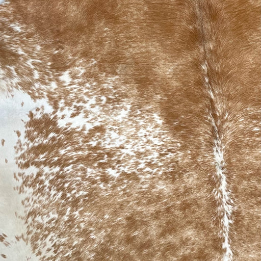 Closeup of this Speckled, Brazilian Cowhide, showing white, with cloudy, brown spots and speckles, mostly solid brown on the shoulder, and off-white on the belly (BRSP2339)