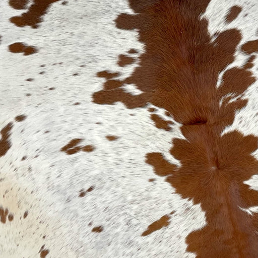 Closeup of this Large, Speckled, Brazilian Cowhide, showing off-white with reddish brown speckles and spots, and solid reddish brown down the middle (BRSP2341)