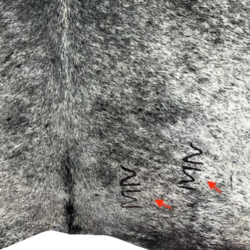 Closeup of this Black and White, Speckled, Brazilian Cow hide, showing two brand marks on the right side of the butt (BRSP2397)