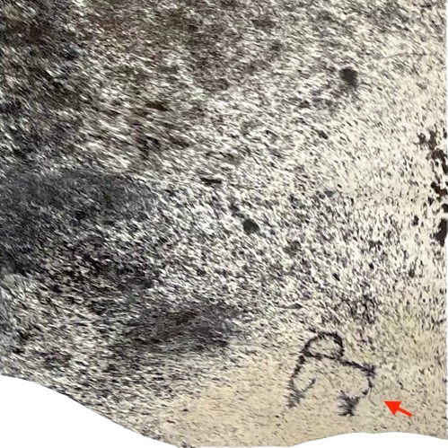 Closeup of this Tricolor Speckled Brazilian Cowhide, showing one brand mark on the right side of the butt (BRSP2400)