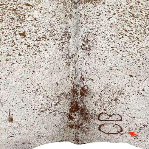 Closeup of this White and Brown, Speckled, Brazilian Cowhide, showing one brand mark on the right side of the butt (BRSP2410)