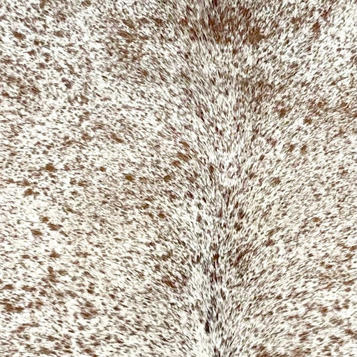 Closeup of this Speckled, Brazilian Cowhide, showing white with brown speckles and spots (BRSP2415)