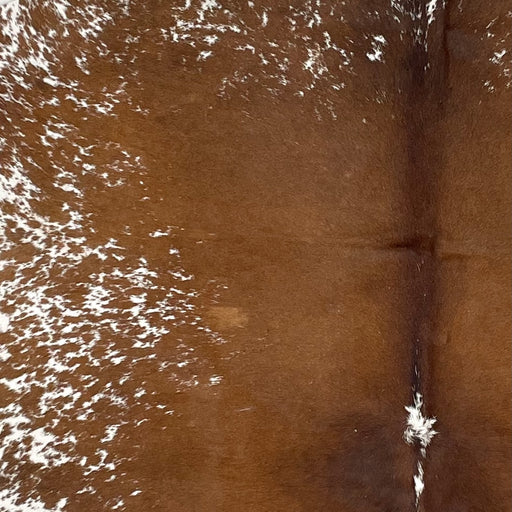 Closeup of this Speckled, Brazilian Cowhide, showing brown, with a few white speckles, down the middle, and white, with brown speckles and spots, on the belly (BRSP2417)