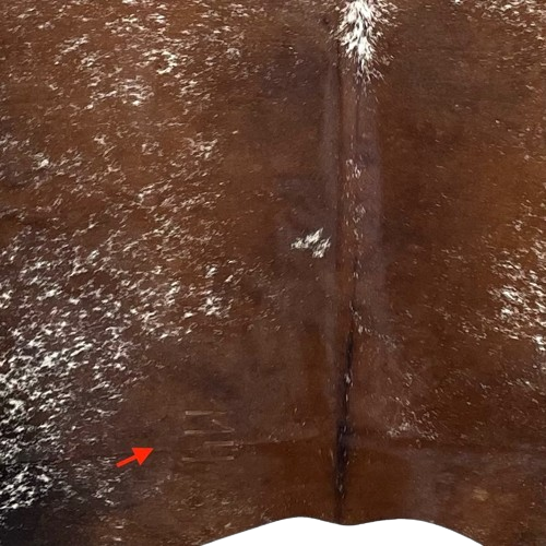 Closeup of this Tricolor, Speckled, Brazilian Cow hide, showing one brand mark on the left side of the butt (BRSP2429)