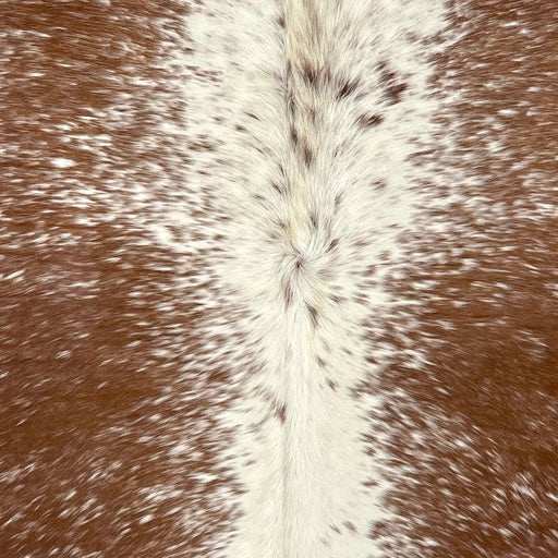 Closeup of this Speckled Brazilian Cowhide, showing white, with brown speckles, down the spine, and brown, with white speckles, down both sides of the back (BRSP2431)