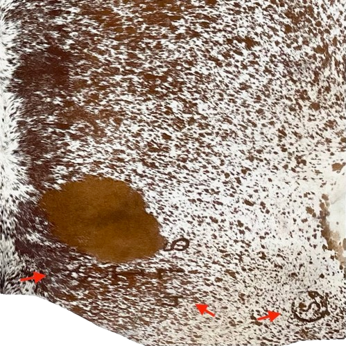 Closeup of this Large, Reddish Brown and White, Speckled, Brazilian Cowhide, showing a cluster of brand marks on the right side of the butt, and one on the right hind shank (BRSP2441)