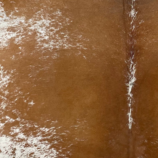 Closeup of this Large, Speckled, Brazilian Cowhide, showing brown on the back, with a few white speckles, and white with brown speckles and spots on the belly (BRSP2448)