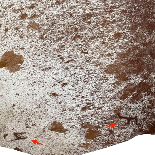 Closeup of this Large, Brown and White, Speckled, Brazilian Cowhide, showing one brand mark on the left side of the butt, and another near the left, hind shank (BRSP2449)