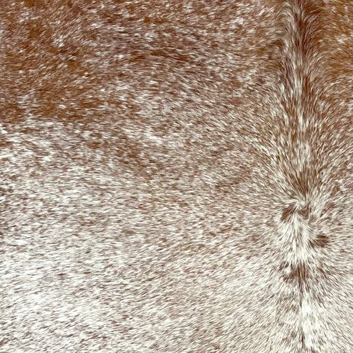 Closeup of this Speckled Brazilian Cowhide, showing white with reddish brown speckles covering most of the hide, and reddish brown with white speckles on the shoulder (BRSP2457)