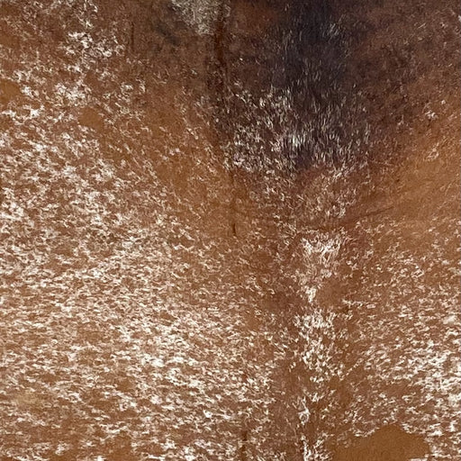Closeup of this XL Tricolor Speckled Brazilian Cowhide, showing brown with white speckles and spots covering most of the hide, and some blackish brown on the shoulder (BRSP2461)