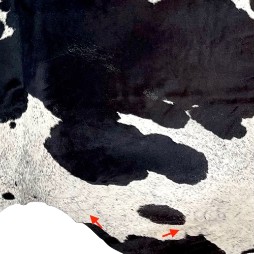 Closeup of this Large, Black and White, Speckled, Brazilian Cowhide, showing two brand marks on the right side of the butt (BRSP2464)