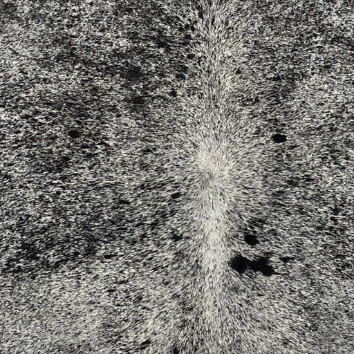 Closeup of this Large, Speckled, Brazilian Cowhide, showing white with black speckles and spots (BRSP2473)