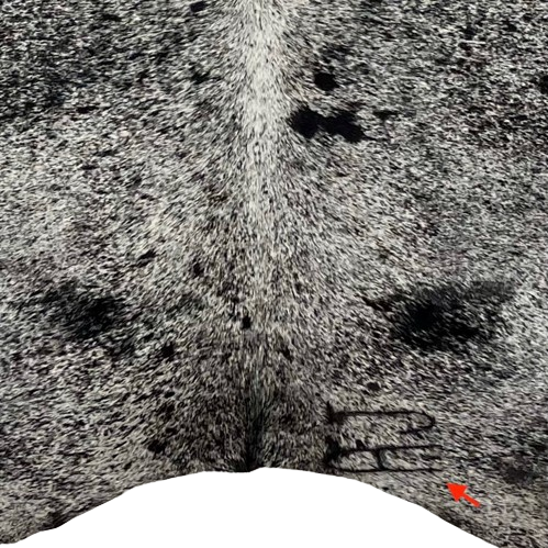 Closeup of this Large, Black and White, Speckled, Brazilian Cow skin, showing one large brand mark on the right side of the butt (BRSP2473)