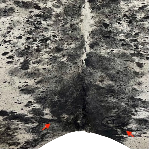 Closeup of this XXL, Black and Off-White, Speckled, Brazilian Cowhide, showing one brand mark on each side of the butt (BRSP2483)