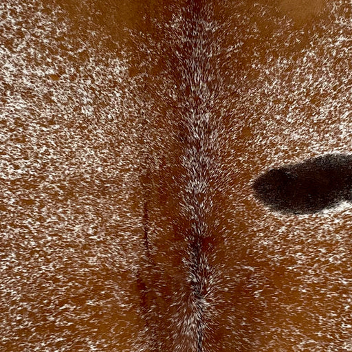 Closeup of this Speckled, Brazilian Cowhide, showing white with red brown speckles and spots, and one large, black spot on the right side of the back (BRSP2484)