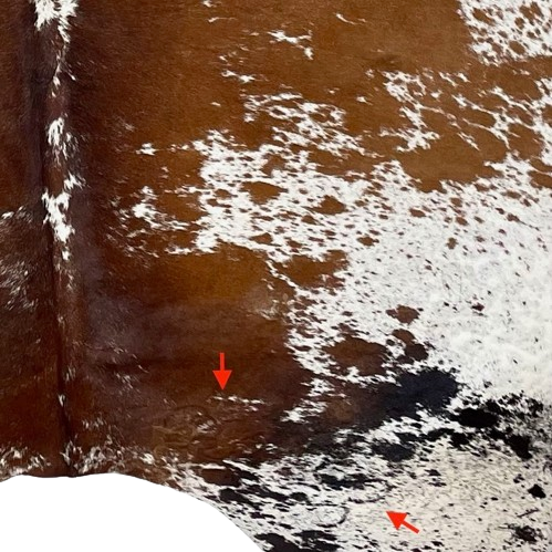 Closeup of this XL Tricolor Speckled Brazilian Cowhide, showing white, with large and small, reddish brown and black spots, and reddish brown and black speckles, and  a small cluster of brand marks on the right side of the butt (BRSP2494)