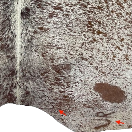 Closeup of this Off-White and Brown, Speckled, Brazilian Cowhide, showing two brand marks on the right side of the butt (BRSP2543)