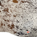 Closeup of this Large, Tricolor, Speckled, Brazilian Cowhide, showing one brand mark on the right side of the butt (BRSP2550)