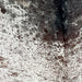 Closeup of this Tricolor, Speckled, Brazilian Cowhide, showing white with black spots and speckles on the shoulder, and white with brown speckles and spots covering the rest of the hide (BRSP2624)