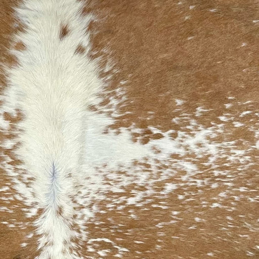 Closeup of this Speckled Brazilian Cowhide, showing white with caramel spots and speckles, and off-white down part of the spine (BRSP2692)