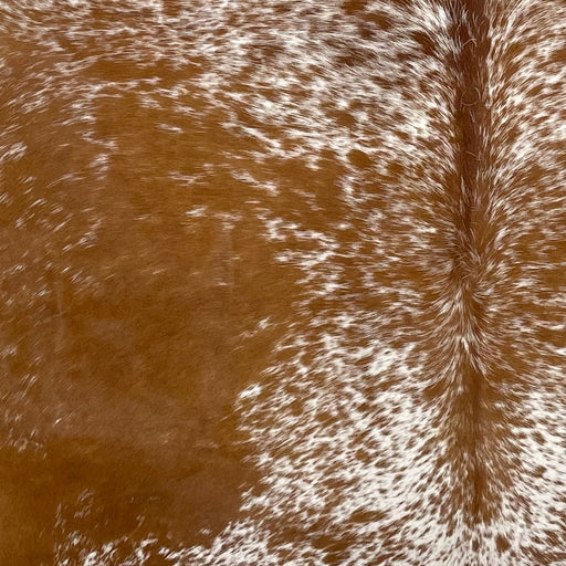 Closeup of this Speckled Brazilian Cowhide, showing white with brown speckles and spots down the back, and reddish brown, with white speckles, on the sides (BRSP2714)