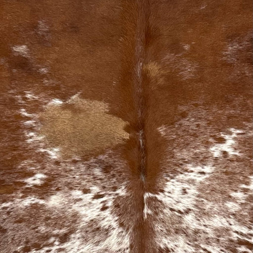 Closeup of this Large Speckled Brazilian Cowhide, showing red brown covering most of the hide, and white with red brown speckles and spots, on the back, and one large, tan spot on the left side of the back (BRSP2731)