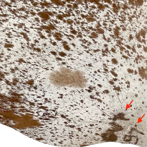 Closeup of this White and Brown Speckled Brazilian Cowhide, showing two brand marks on the right, hind shank  (BRSP2771)