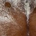 Closeup of this Speckled Brazilian Cowhide, showing white with brown speckles and spots, and brown, with white speckles, down the middle of the back (BRSP2779)