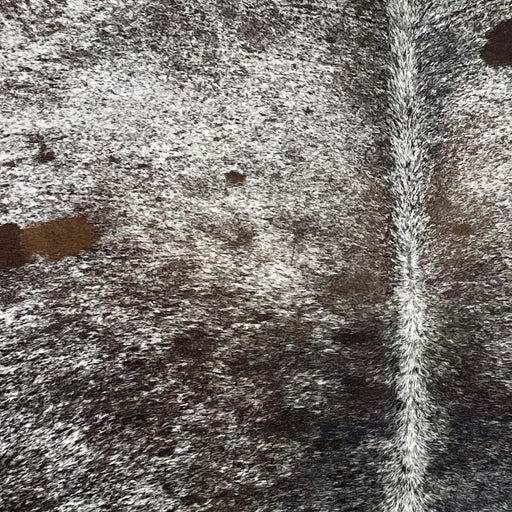 Closeup of this Dark Tricolor Speckled Brazilian Cowhide, showing white with black speckles and spots, with the blackish brown mixed it on the back (BRSP2814)