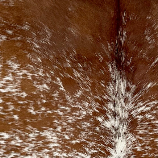 Closeup of this Speckled Brazilian Cowhide, showing white with reddish brown speckles and spots, and reddish brown with a few white speckles on the shoulder (BRSP2846)