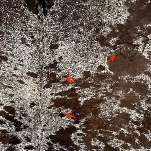 Closeup of this Speckled Brazilian Cowhide, showing white with dark brown speckles and spots, and 3 brand marks on the right side of the back  (BRSP2850)