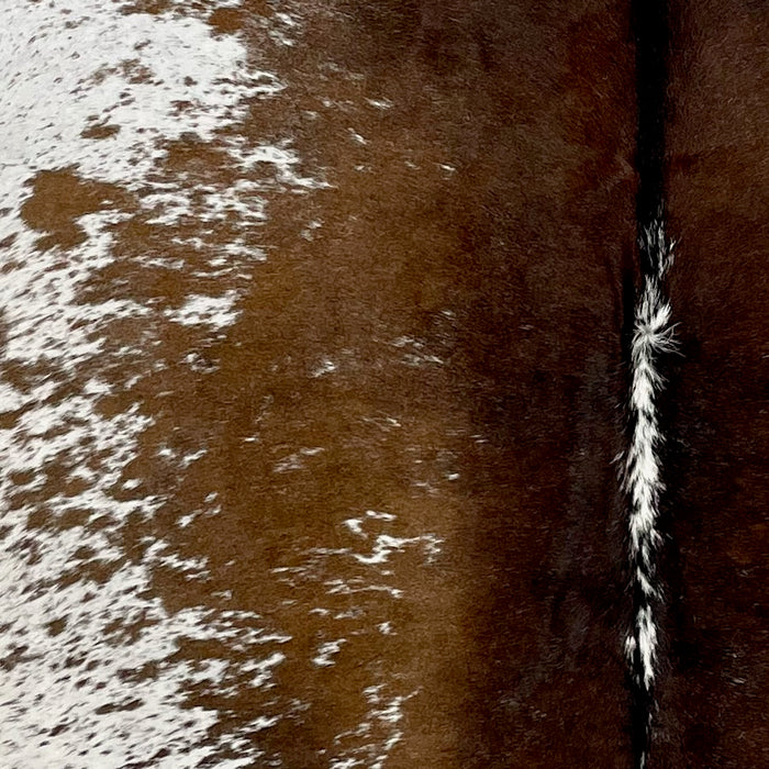 Closeup of this Speckled Brazilian Cowhide, showing brown, with a few white speckles down the middle of the back, and  white with brown speckles and spots on the belly (BRSP2859)