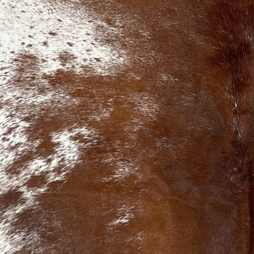 Closeup of this Speckled Brazilian Cowhide, showing reddish brown with white speckles down the middle, and  white with reddish brown speckles and spots on the belly  (BRSP2860)