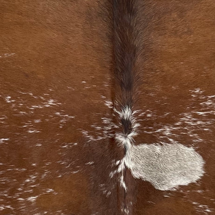 Closeup of this Speckled Brazilian Cowhide, showing brown with white speckles and spots, mostly solid brown on the shoulder, and one large, white spot, with brown speckles, on the right side of the back (BRSP2885)