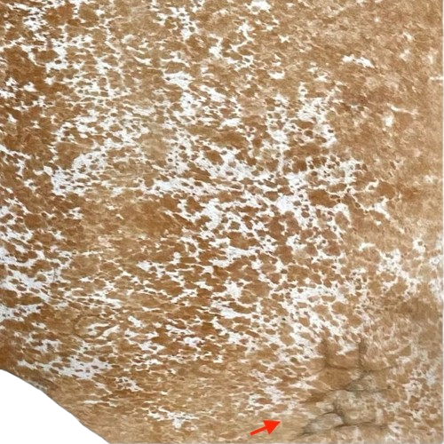 Closeup of this Large Caramel and White Speckled Brazilian Cowhide, showing one brand mark on the right side of the butt  (BRSP2886)