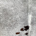 Closeup of this Tricolor Speckled Brazilian Cowhide, showing white with black and dark brown speckles, and a few dark brown spots (BRSP2901)