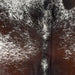 Closeup of this Large Tricolor Speckled Brazilian Cowhide, showing white with dark reddish brown and black speckles and spots, and it has a large spot that is a mix of dark reddish brown and black, with a few white speckles, across the hide (BRSP2906)