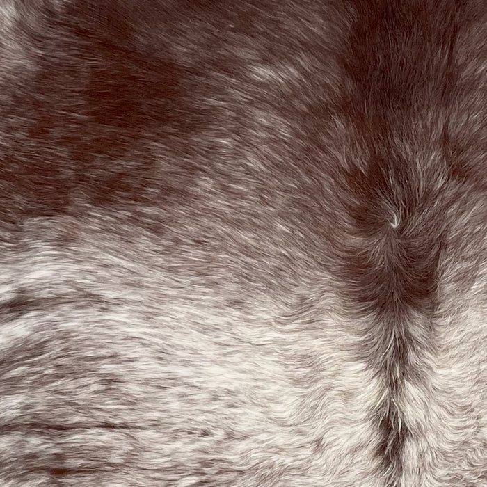 Closeup of this Large Speckled Brazilian Cowhide, showing long hair that is white with brown speckles on the back, and brown with white speckles on the shoulder (BRSP2908)