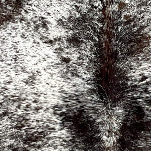 Closeup of this Tricolor Speckled Brazilian Cowhide, showing white with black and dark brown speckles and spots (BRSP2935)